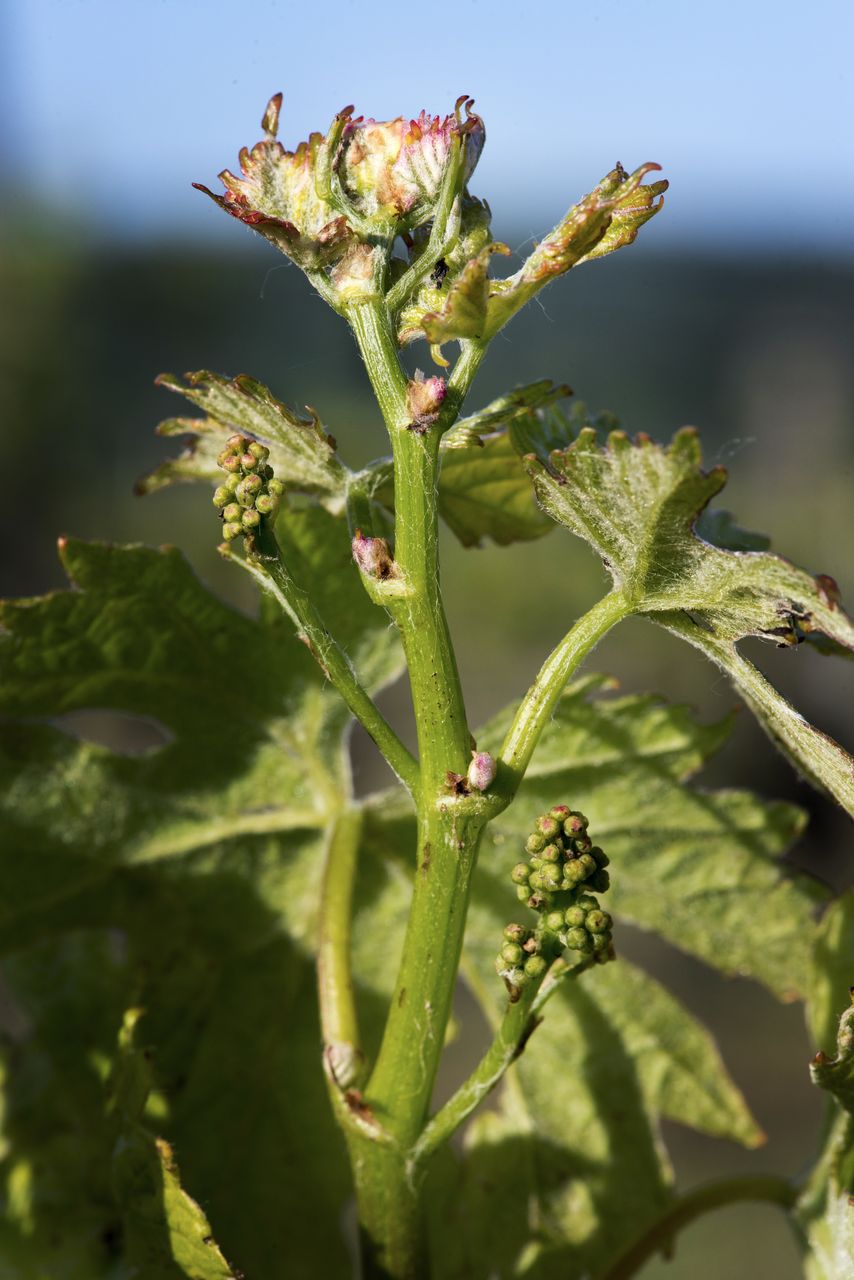 Vignoble Macro 6-Inflorescences 1048