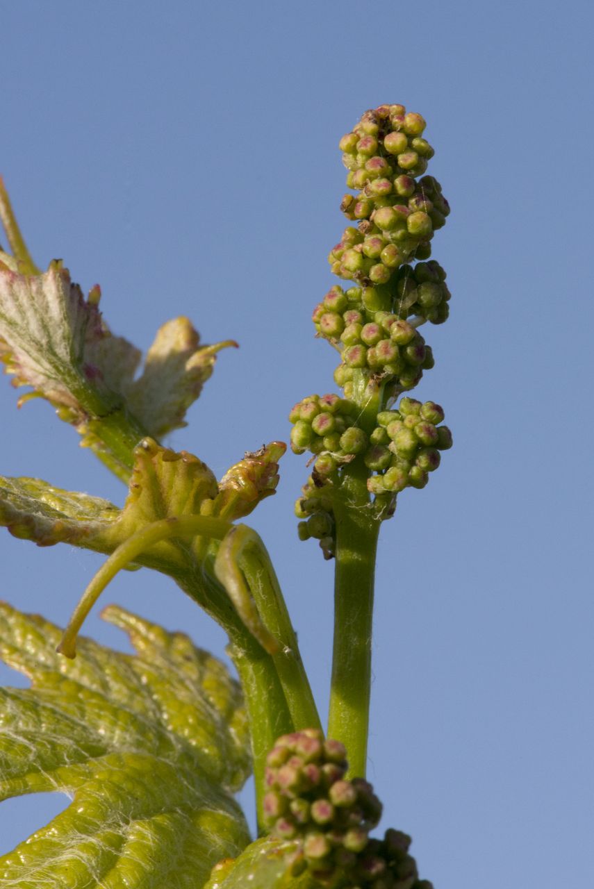 Vignoble Macro 6-Inflorescences 1054
