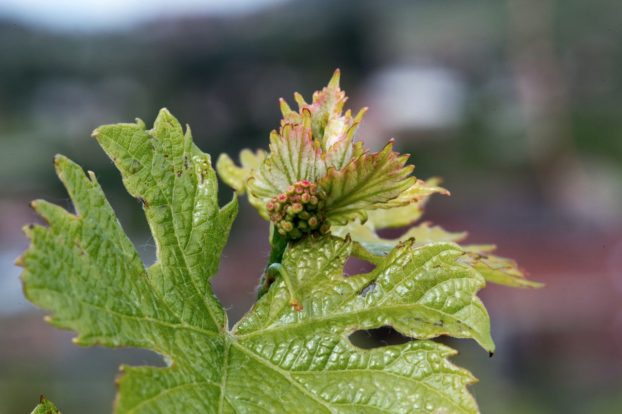 Vignoble Macro 6-Inflorescences 2464