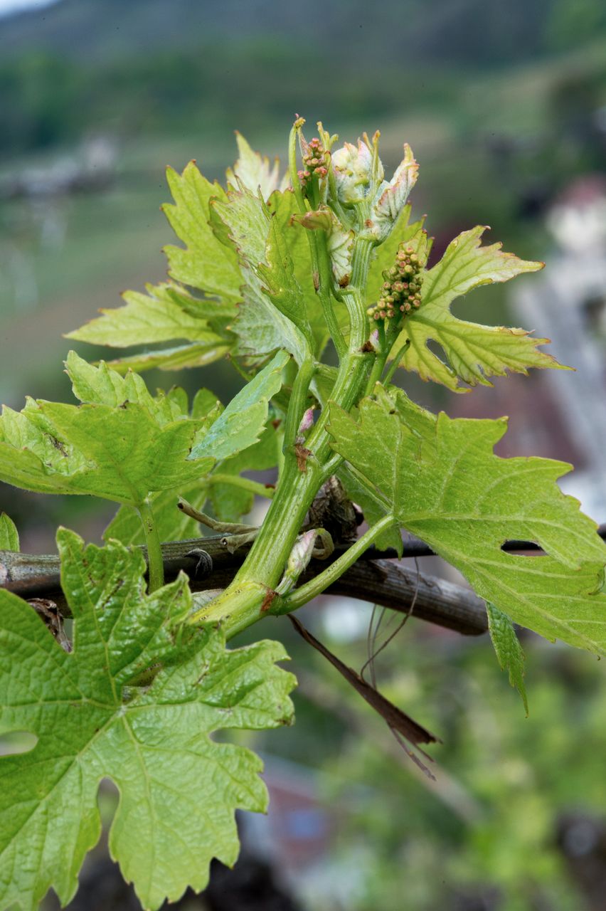Vignoble Macro 6-Inflorescences 2465