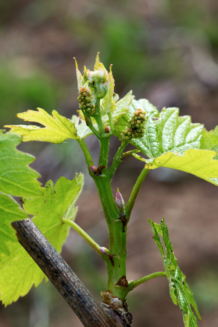 Vignoble Macro 6-Inflorescences 2468