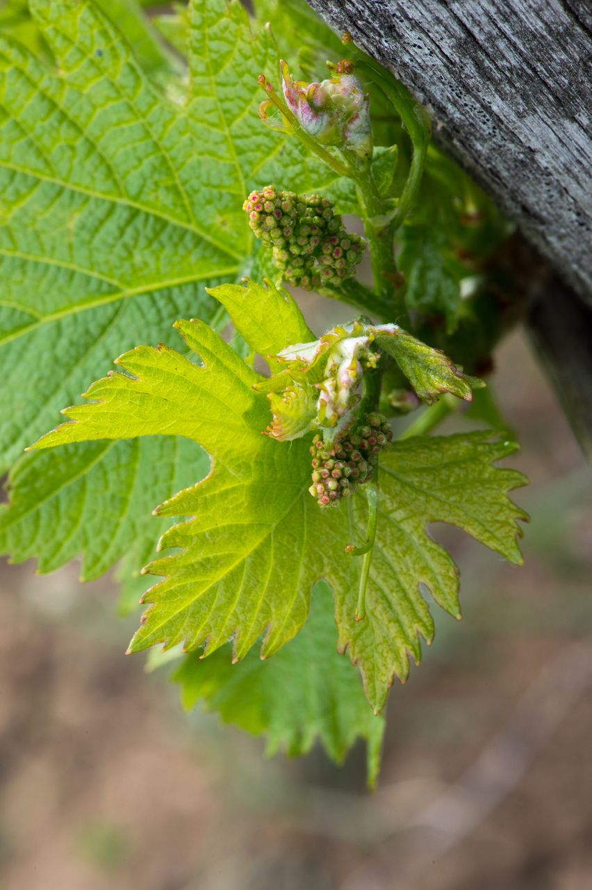 Vignoble Macro 6-Inflorescences 2470