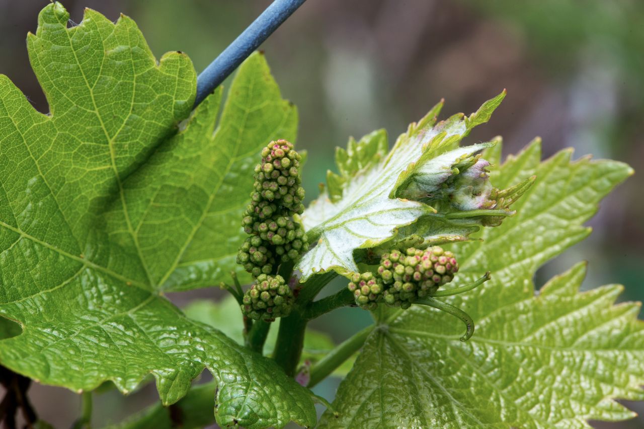 Vignoble Macro 6-Inflorescences 2471