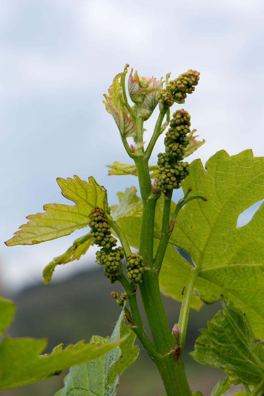 Vignoble Macro 6-Inflorescences 2473