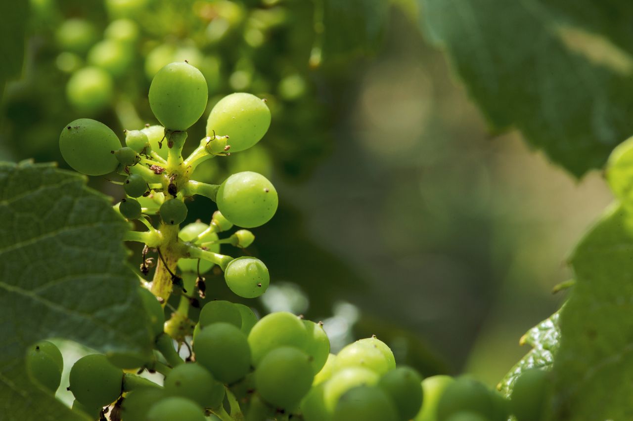 Vignoble Macro 9-Nouaison 0150