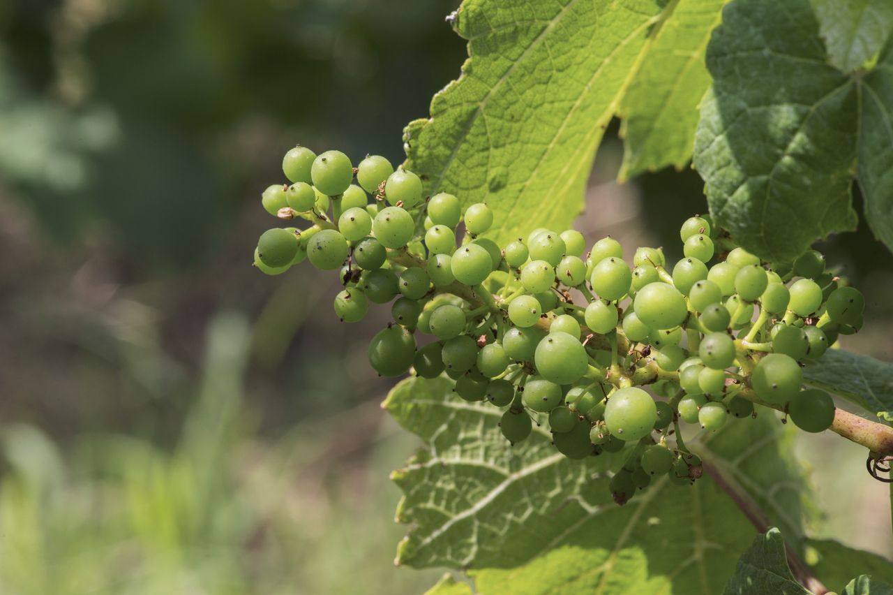 Vignoble Macro 9-Nouaison 0152