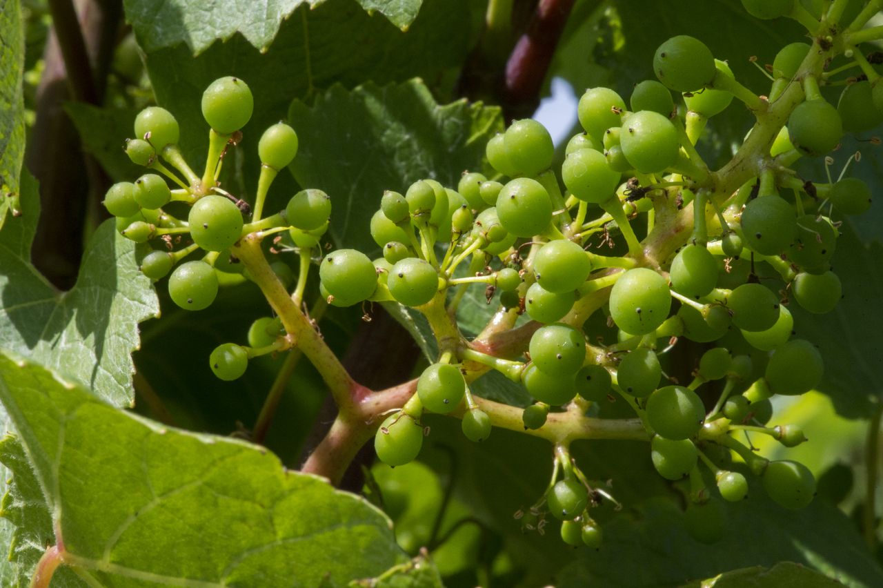 Vignoble Macro 9-Nouaison 0156