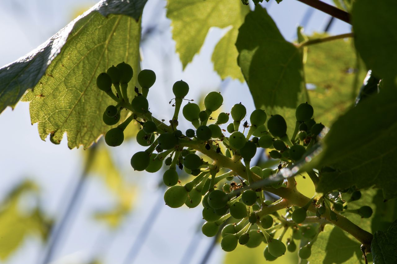 Vignoble Macro 9-Nouaison 0158