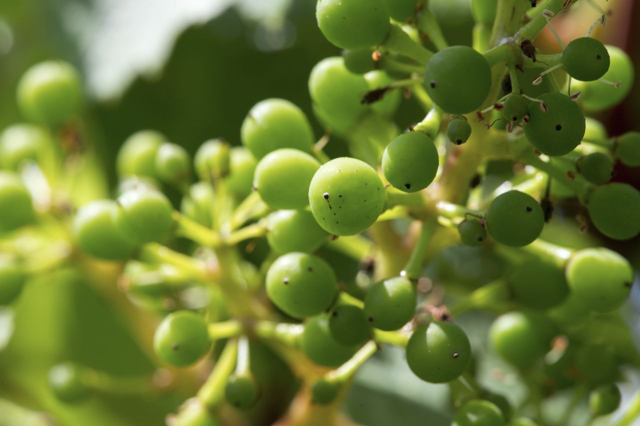 Vignoble Macro 9-Nouaison 0162