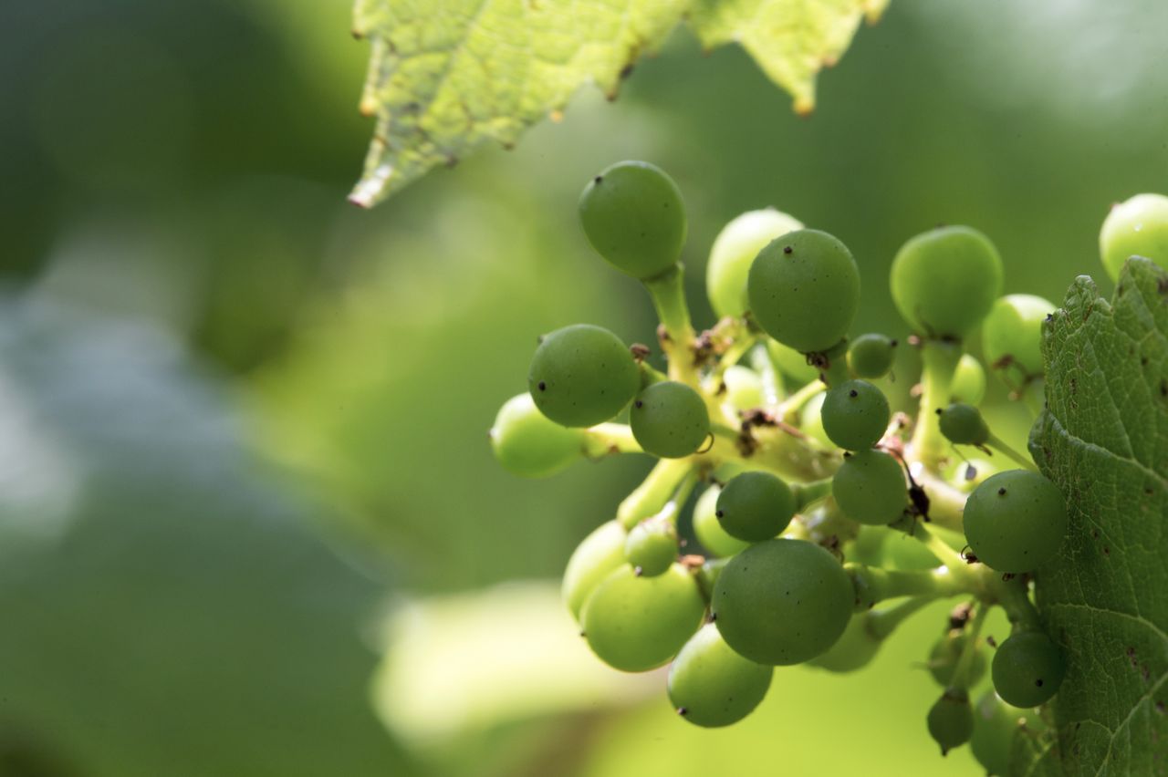 Vignoble Macro 9-Nouaison 0163