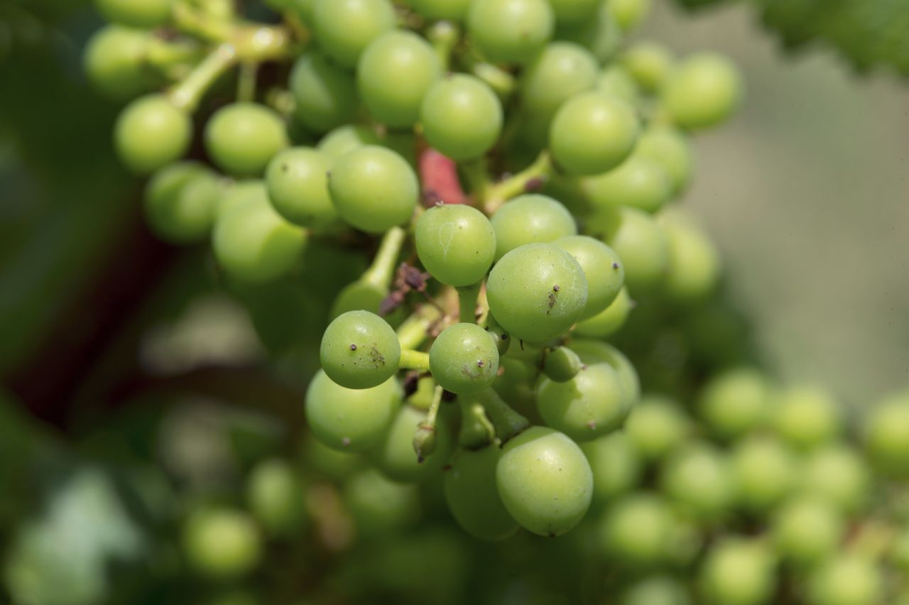 Vignoble Macro 9-Nouaison 0164