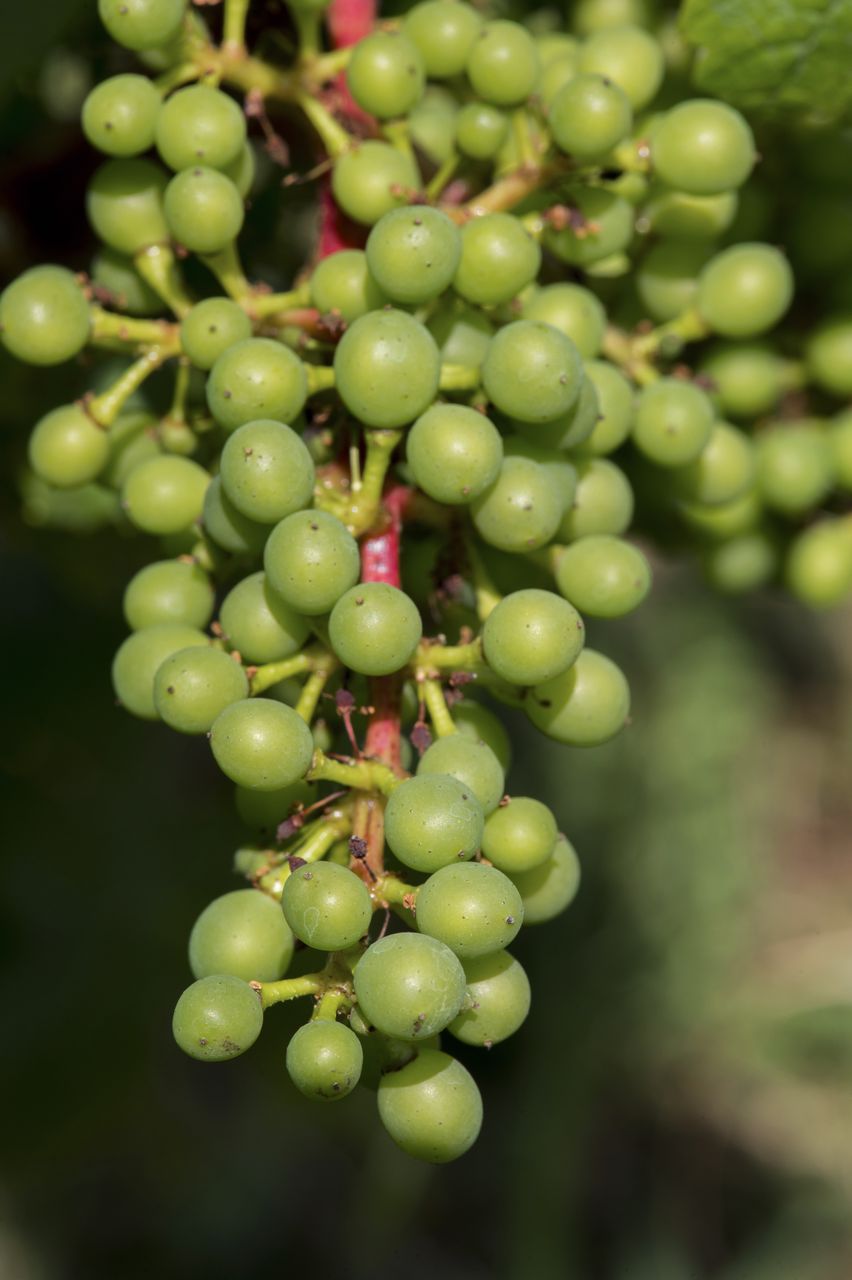 Vignoble Macro 9-Nouaison 0167