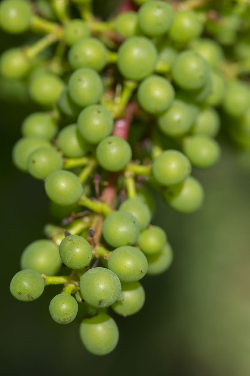 Vignoble Macro 9-Nouaison 0173