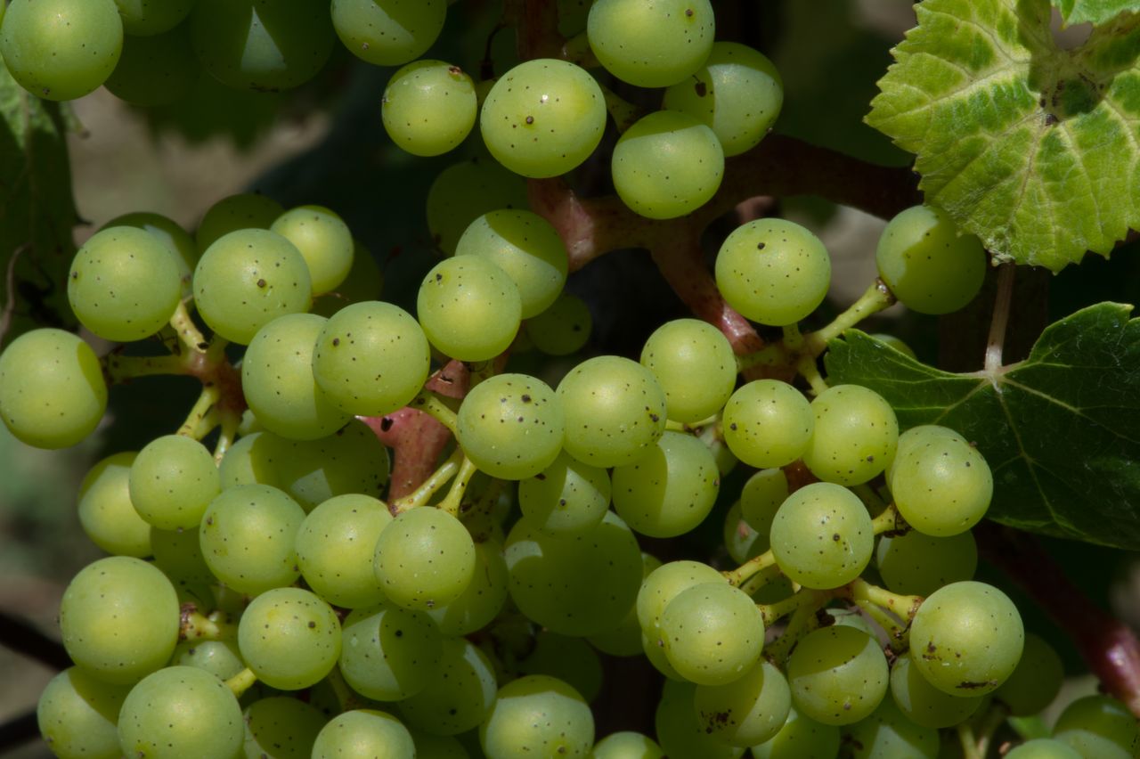 Vignoble Macro 9-Nouaison 4150