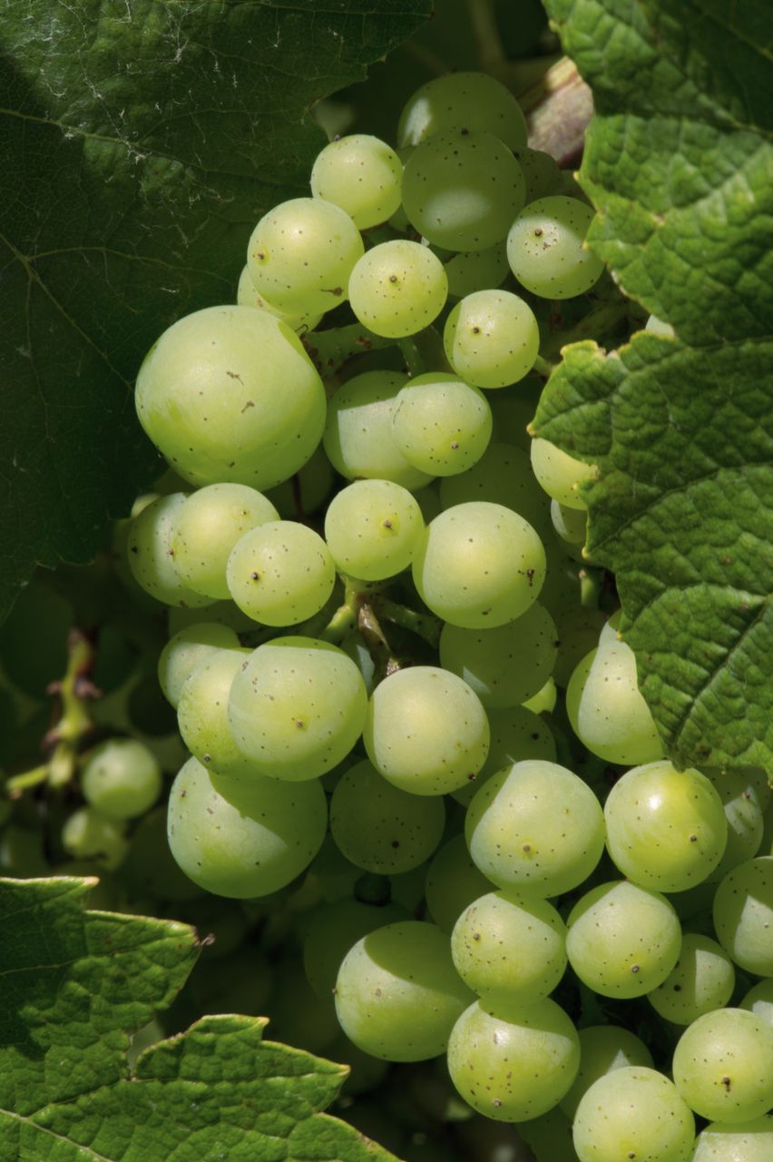 Vignoble Macro 9-Nouaison 4151