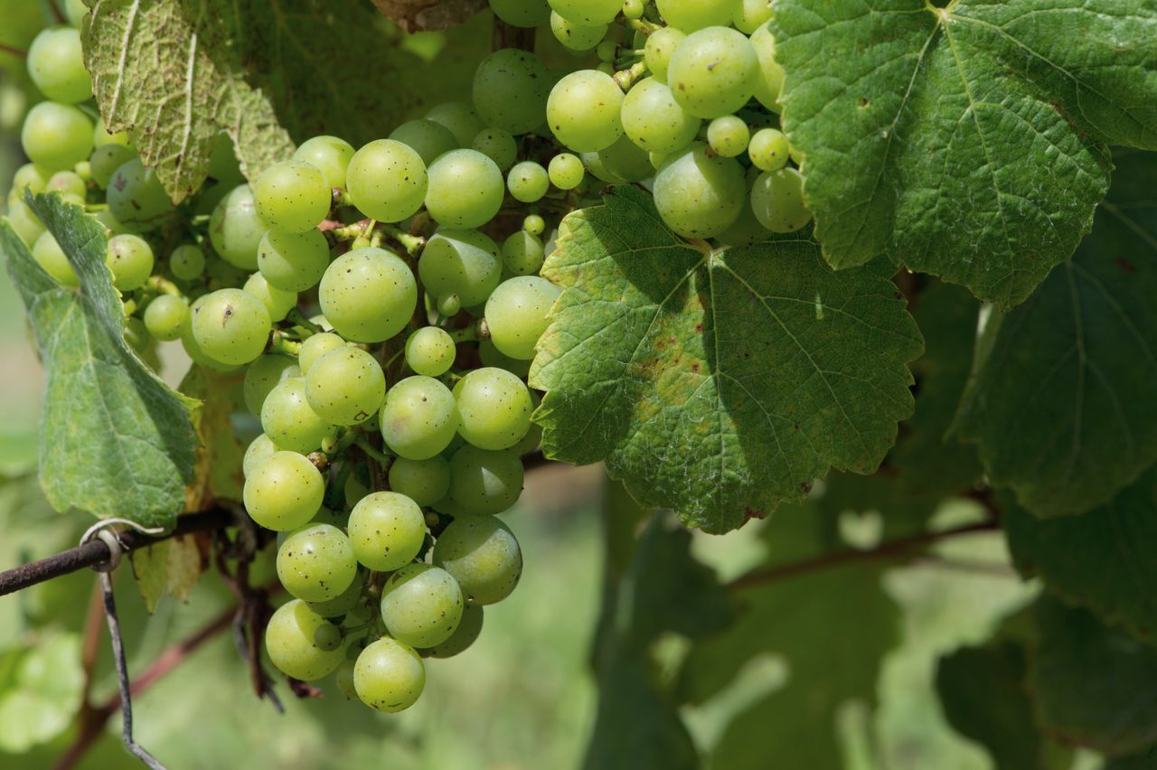 Vignoble Macro 9-Nouaison 4155