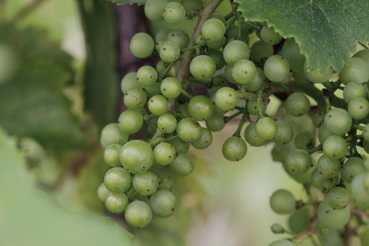 Vignoble Macro 9-Nouaison 4165