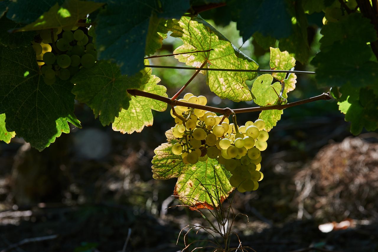 Chardonnay