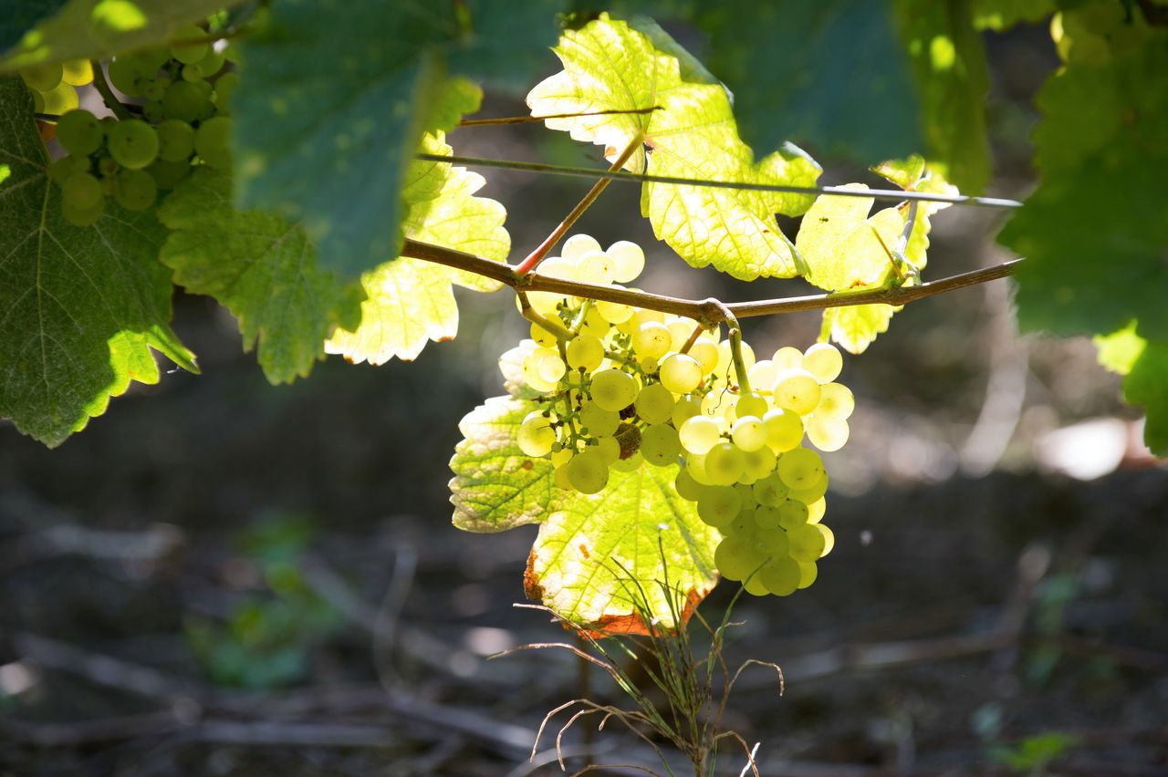 Vignoble Raisin Chardonnay 2819