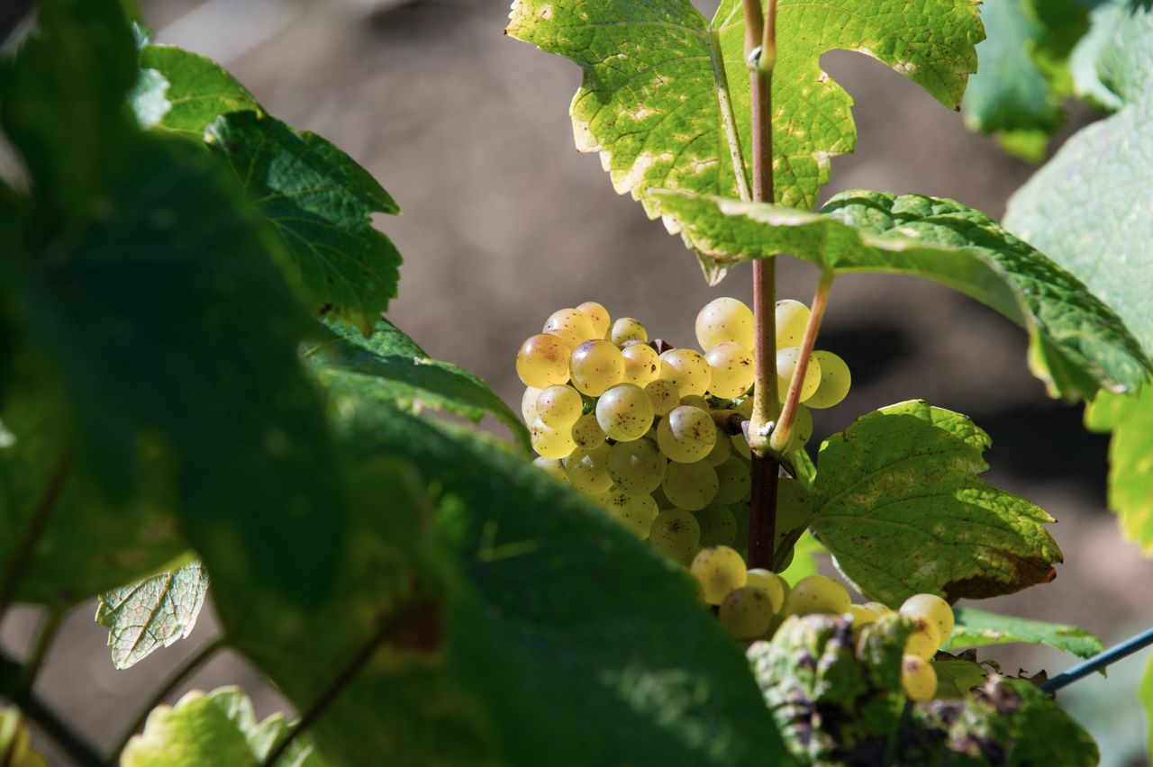 Vignoble Raisin Chardonnay 2824