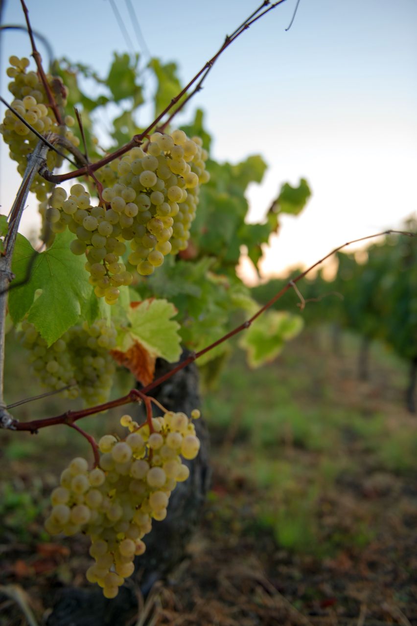 Vignoble Raisin Chardonnay 8495