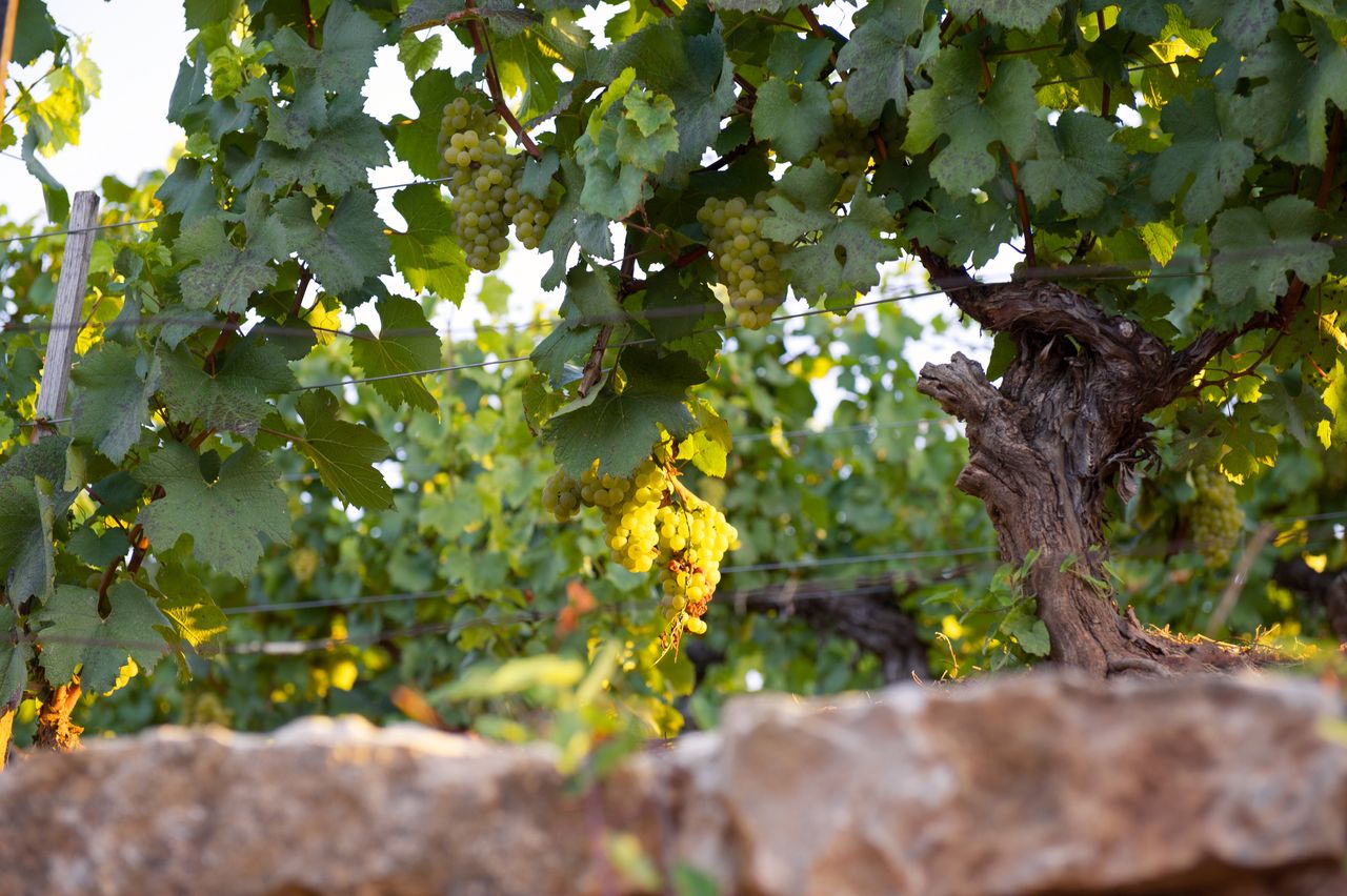 Vignoble Raisin Chardonnay 8530