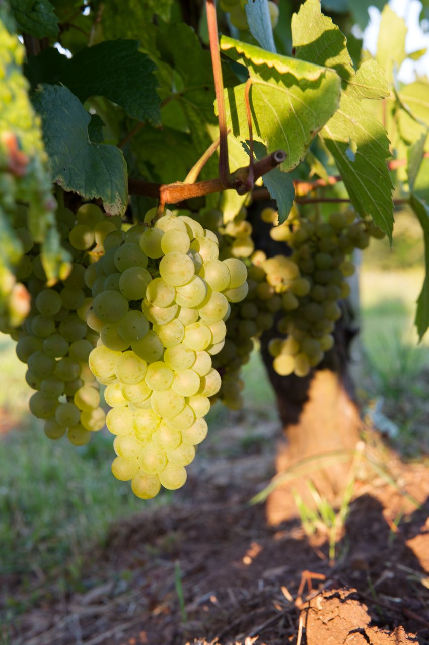 Vignoble Raisin Chardonnay 8543