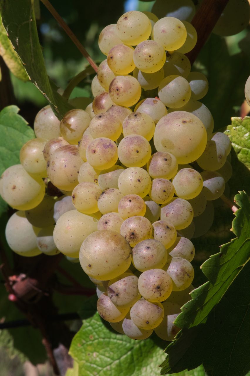 Vignoble Raisin Chardonnay 3341