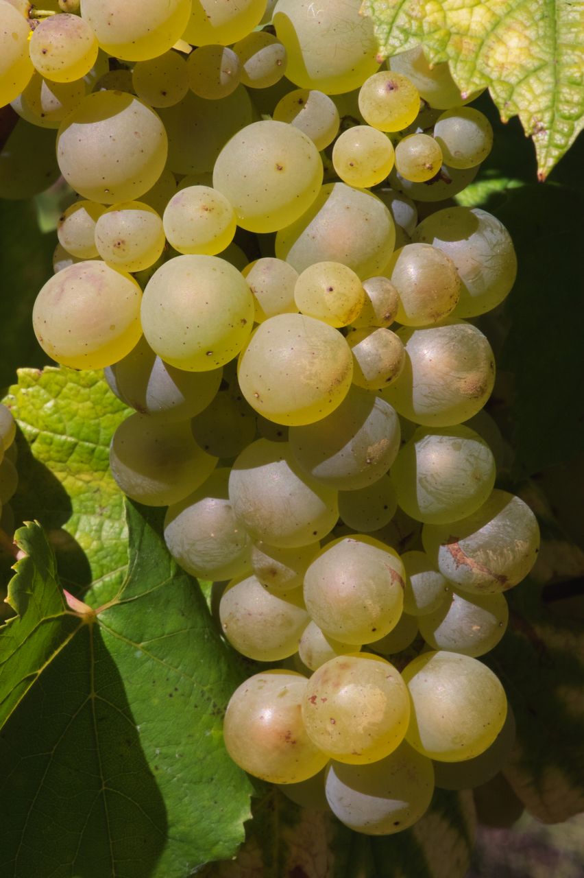 Vignoble Raisin Chardonnay 3343