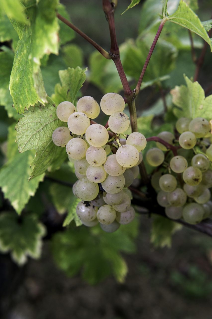 Vignoble Raisin Chardonnay 8981