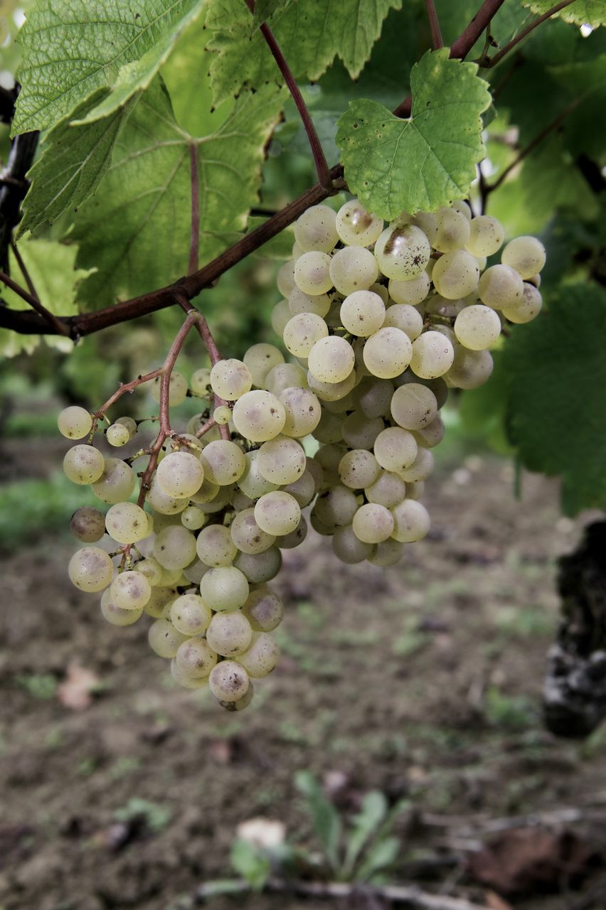 Vignoble Raisin Chardonnay 9001