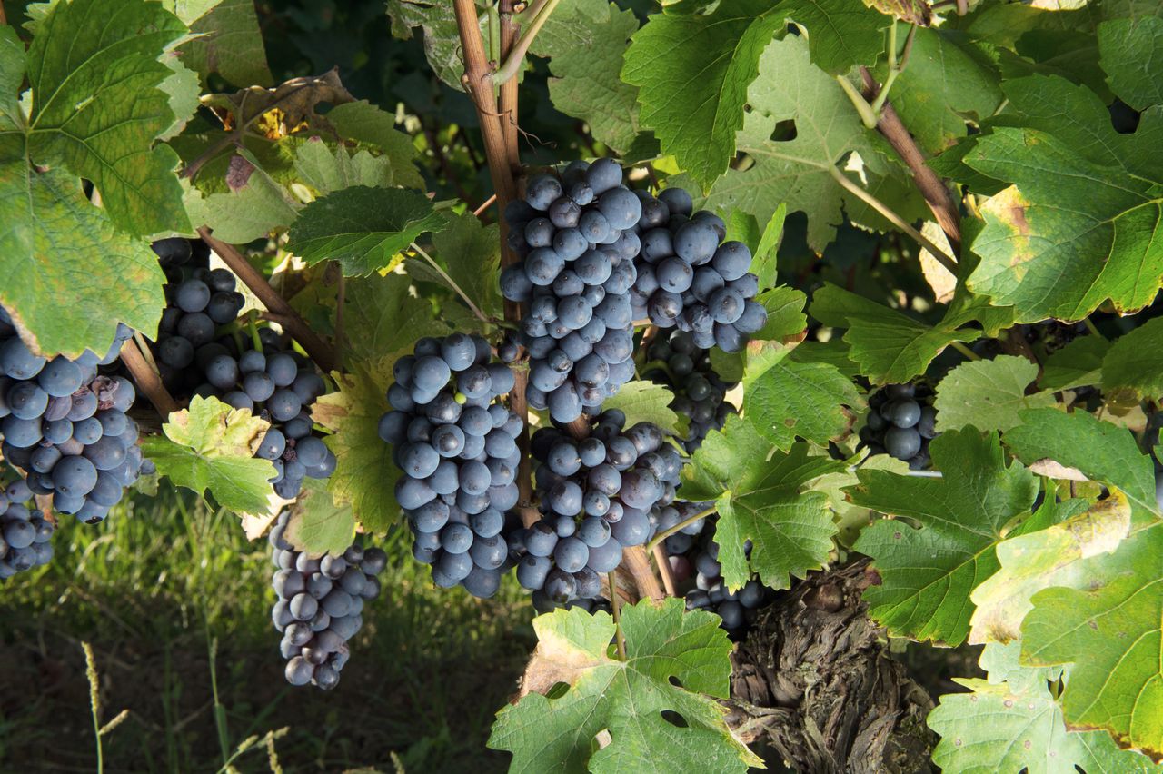 Vignoble Raisin Pinot 0722