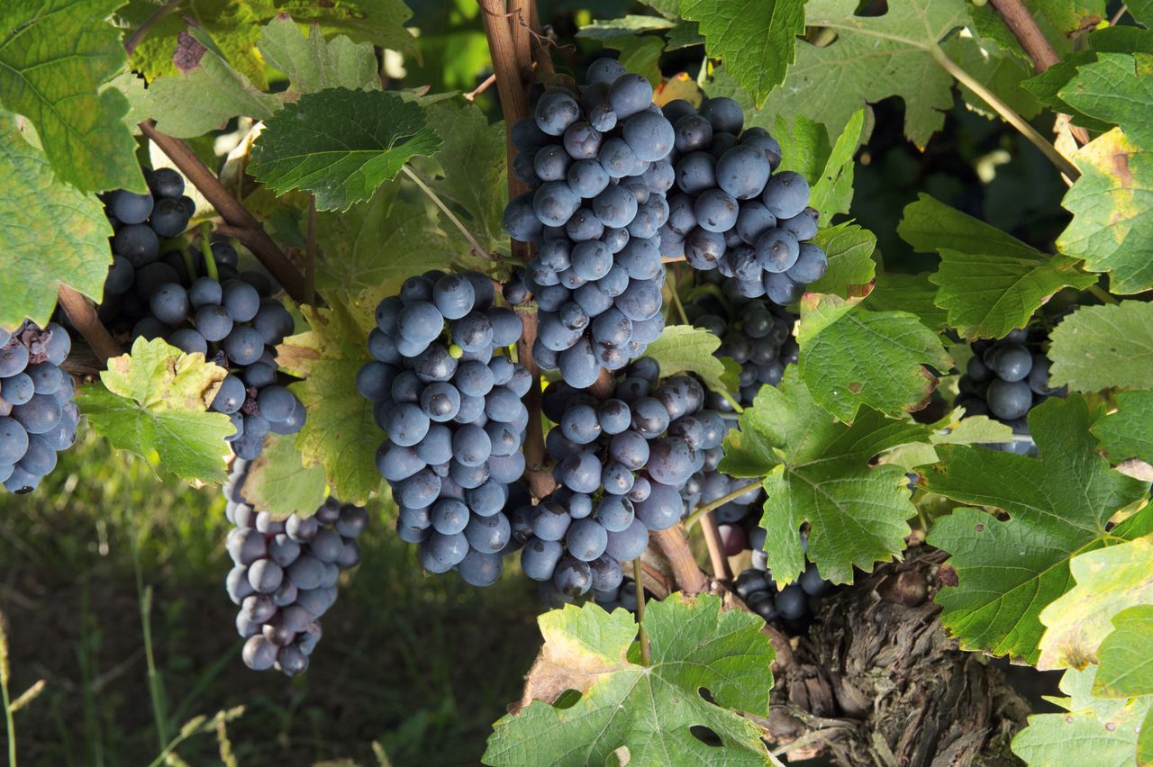 Vignoble Raisin Pinot 0724