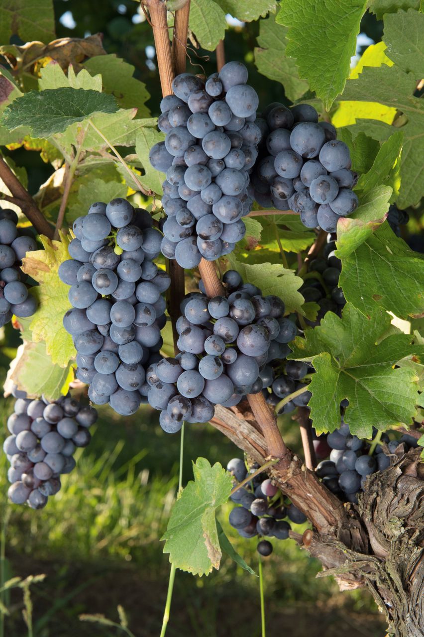 Vignoble Raisin Pinot 0734