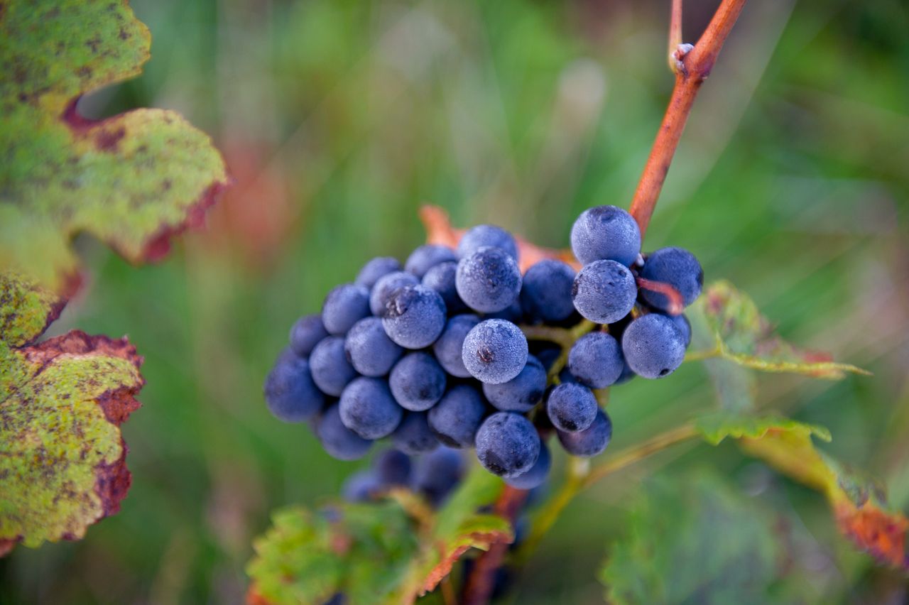 Vignoble Raisin Pinot 8503