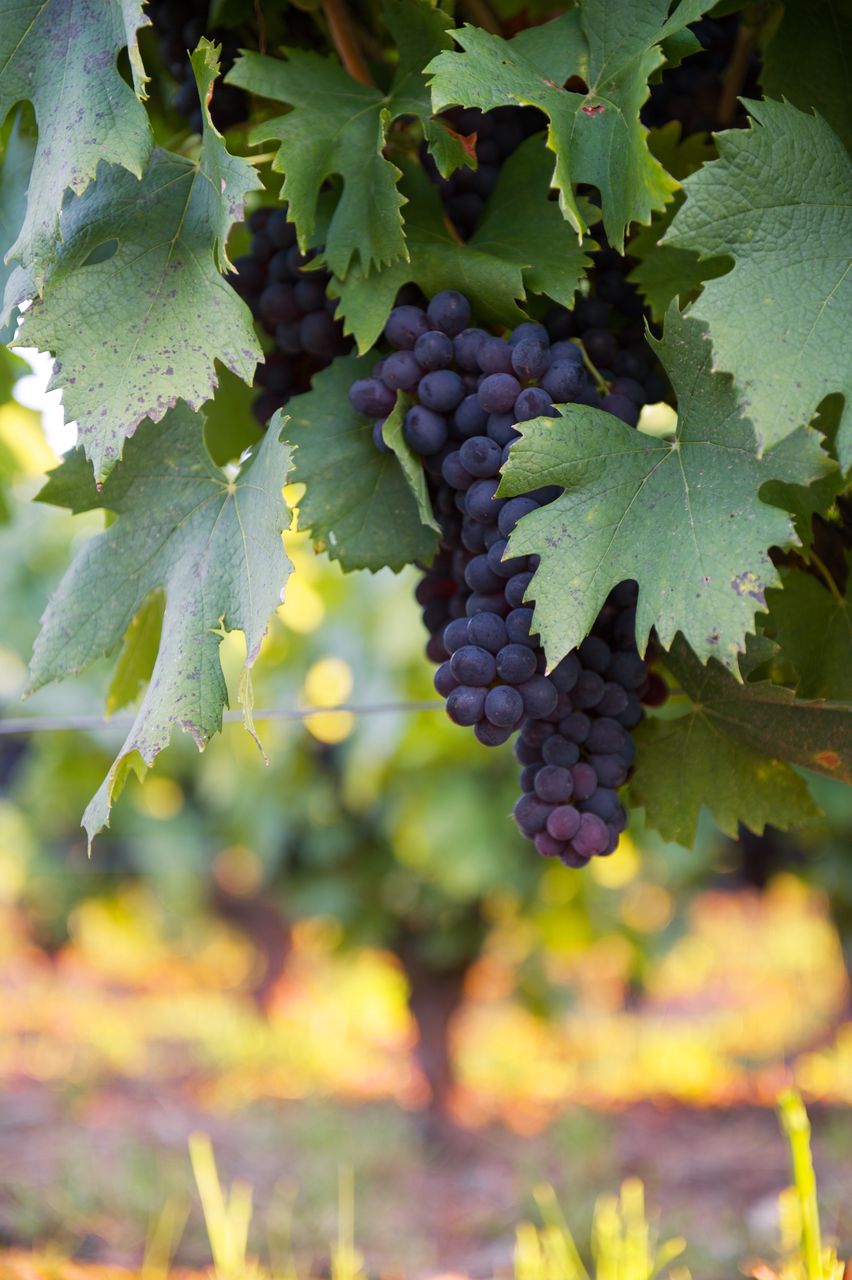 Vignoble Raisin Pinot 8529