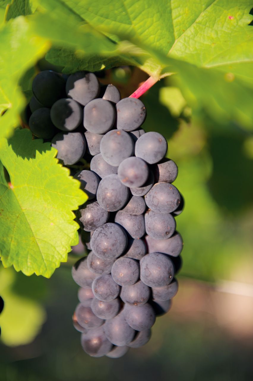 Vignoble Raisin Pinot 8548