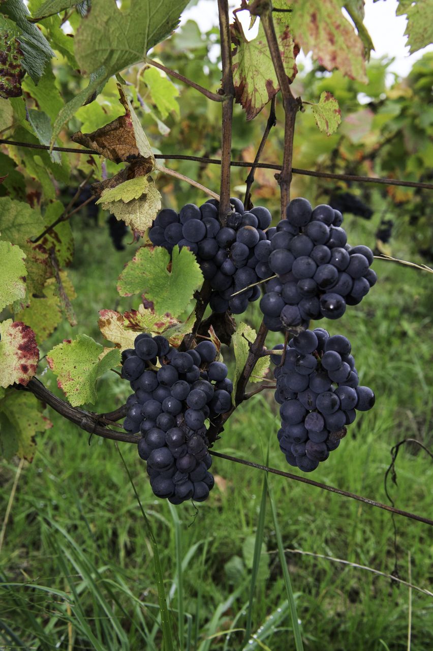 Vignoble Raisin Pinot 8918