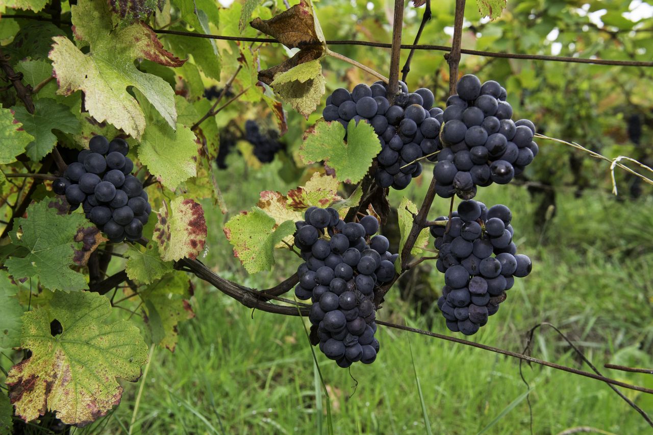 Vignoble Raisin Pinot 8919