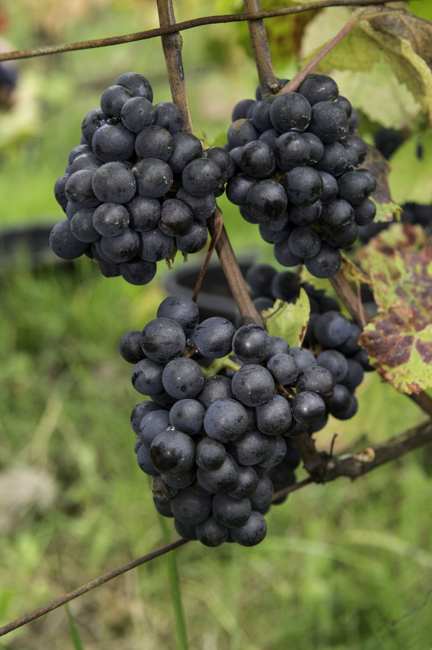 Vignoble Raisin Pinot 8920