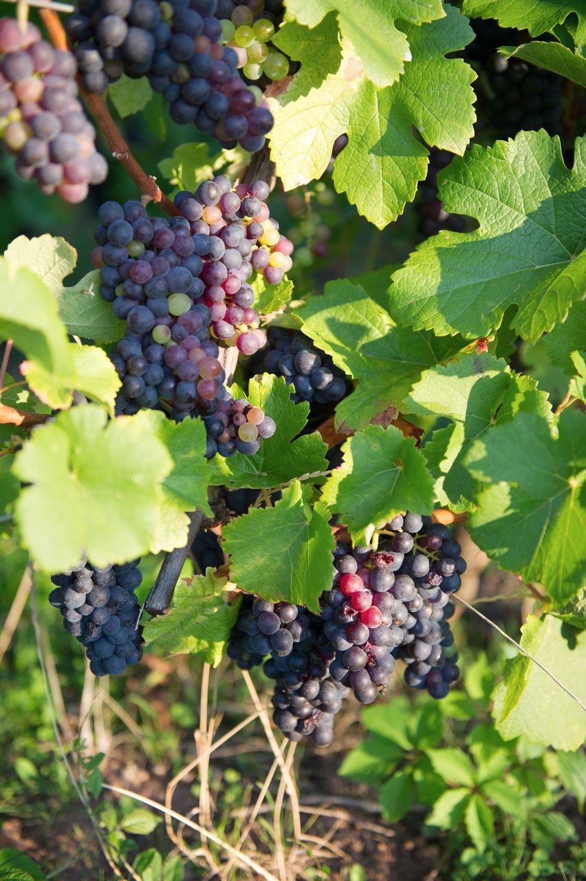 Vignoble Raisin Poulsard 8550