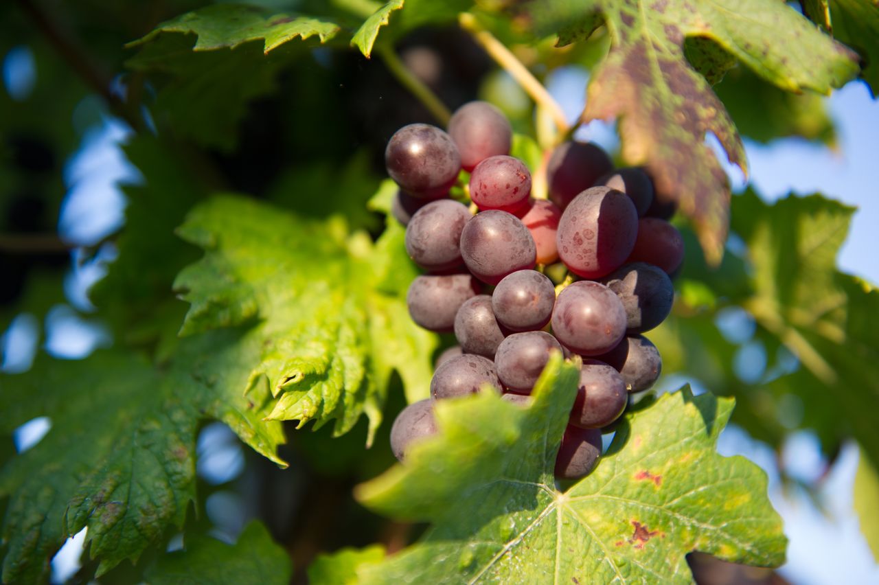 Vignoble Raisin Poulsard 8558