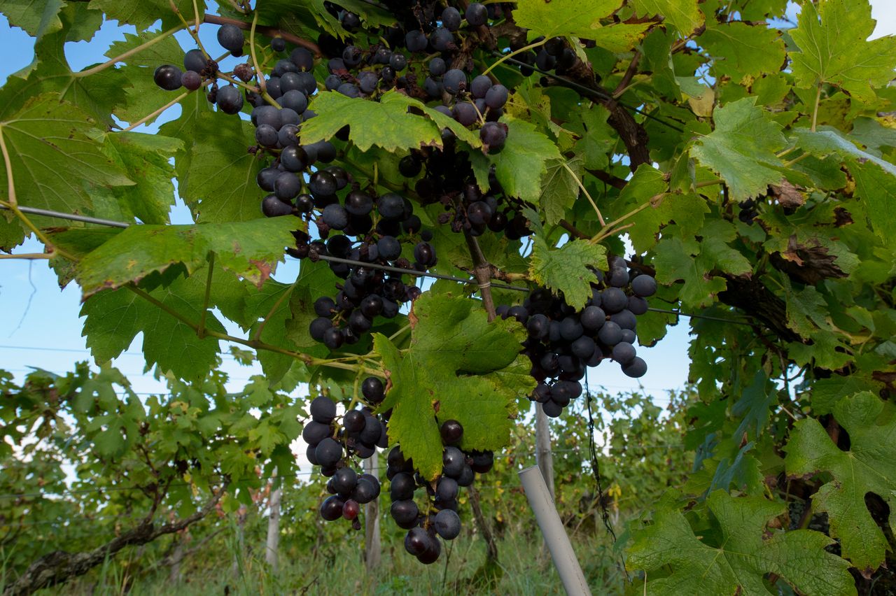 Vignoble Raisin Poulsard 8431