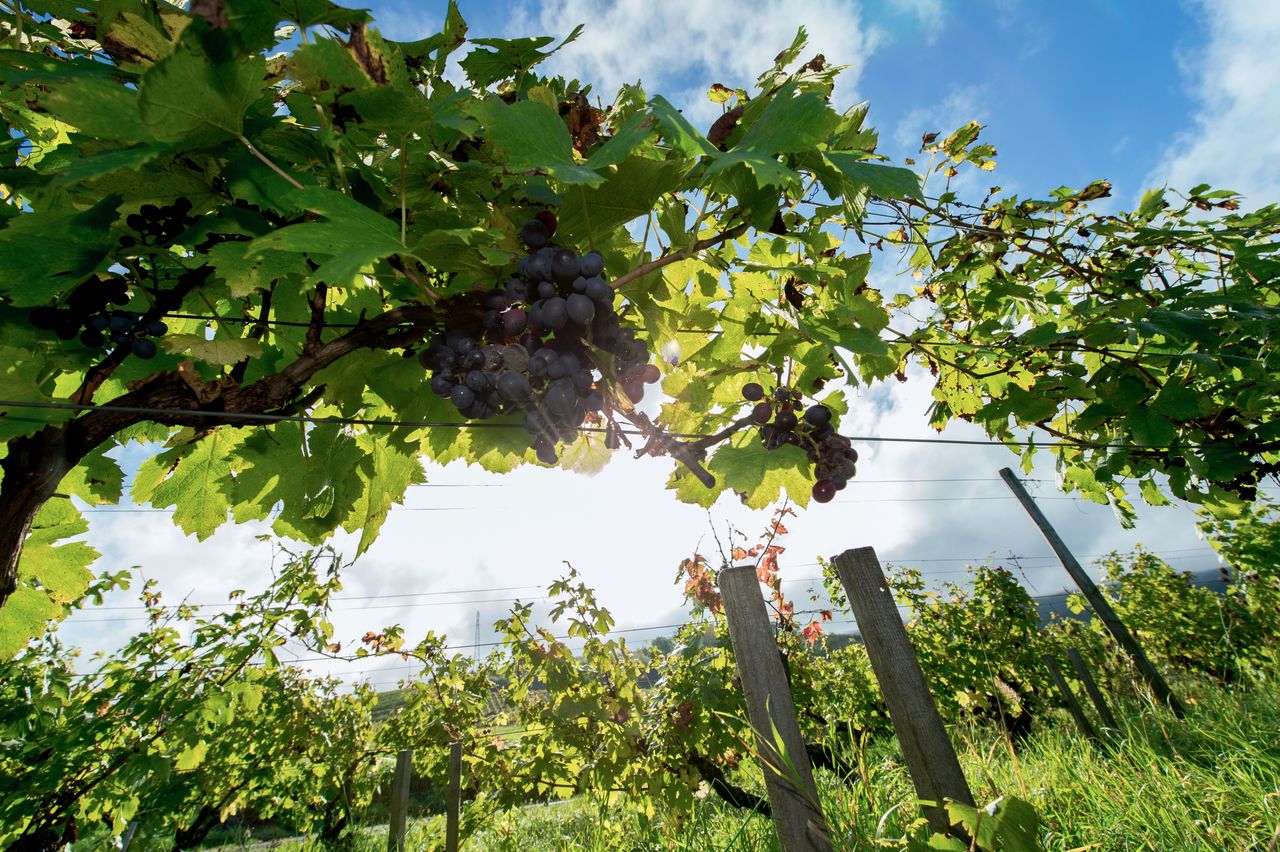 Vignoble Raisin Poulsard 8537