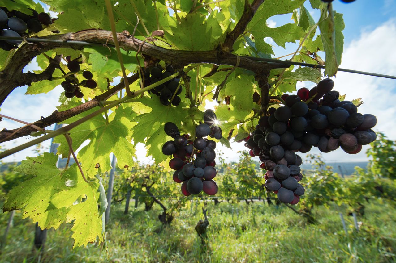 Vignoble Raisin Poulsard 8550