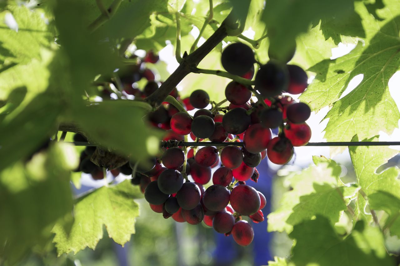 Vignoble Raisin Poulsard 8578