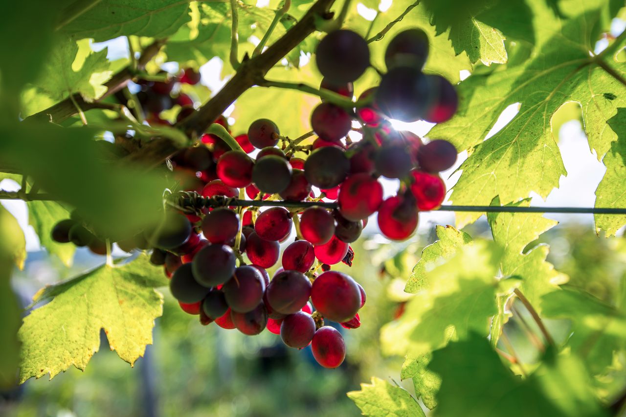 Vignoble Raisin Poulsard 8583