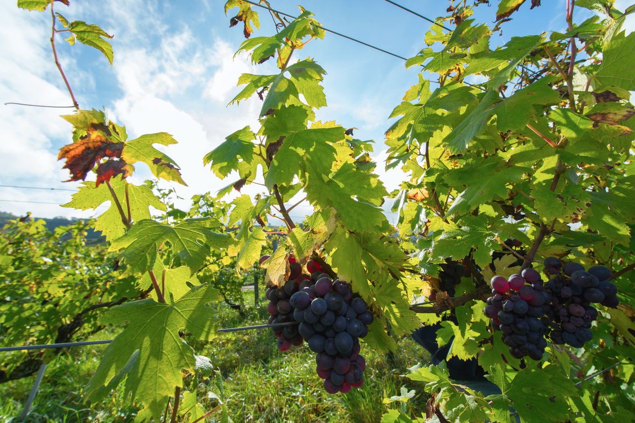 Vignoble Raisin Poulsard 8596