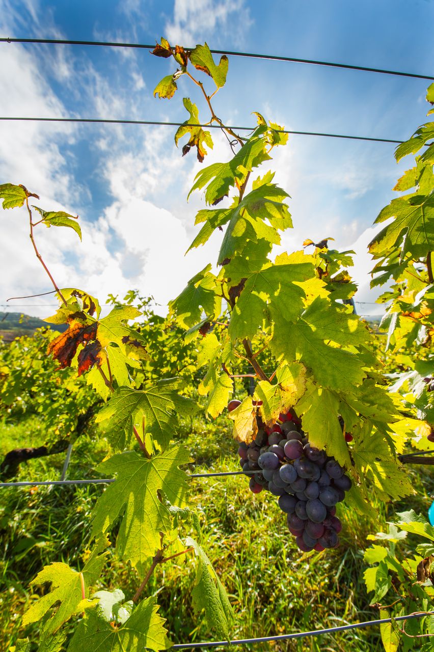 Vignoble Raisin Poulsard 8597