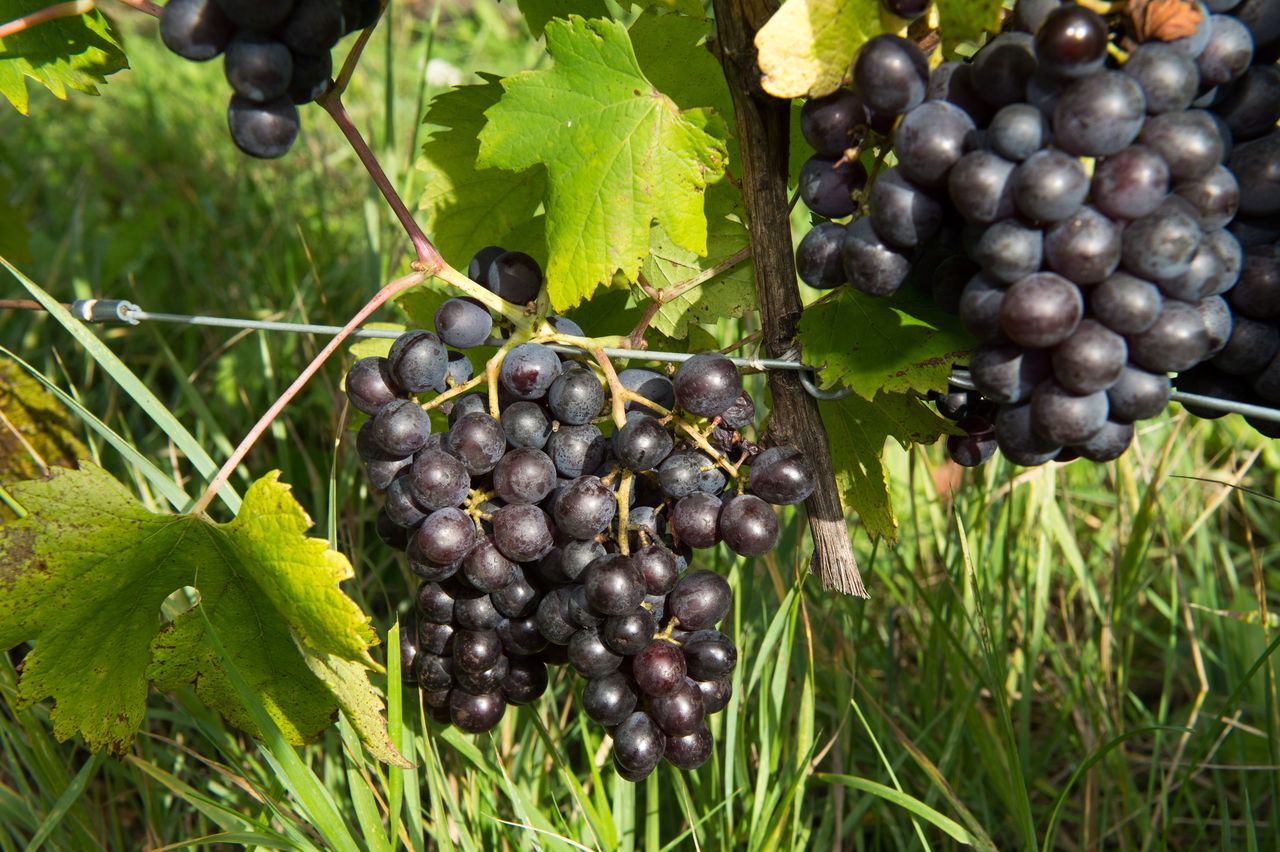 Vignoble Raisin Poulsard 8743